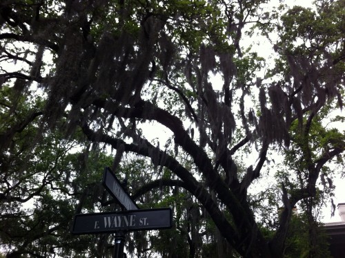 The beautiful Live Oaks with Spanish Moss