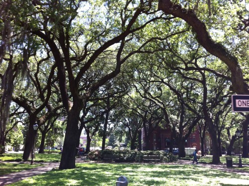 Another beautiful square with the gorgeous old oaks.