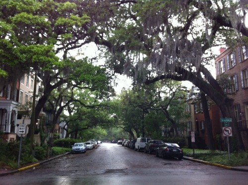 The oak trees create the most beautiful canopy over the streets. 