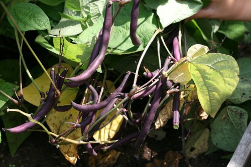 Purple Bush Beans ready for dinner tonight