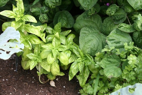 Herbs: Basil and Cilantro