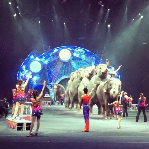 Ringling Bros Amaze