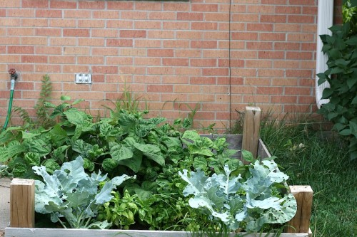 Square foot garden