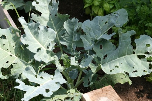 Something is eating my broccoli. I'm afraid I can't grow coniferous vegetables. 