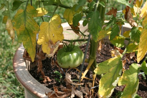 Mortgage Lifter Tomato --I'm really hoping those yellow leaves aren't a sign of disease