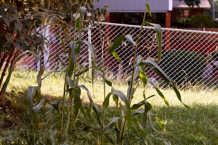 Sweet Corn -only a few grew