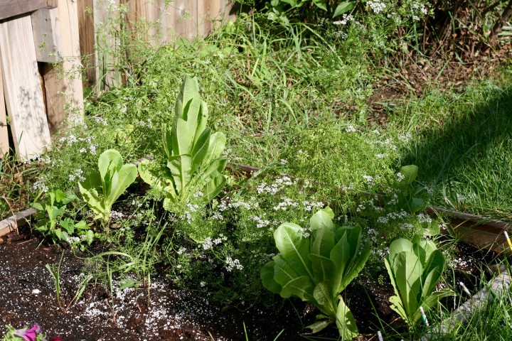 Cilantro went to seed and lettuce 