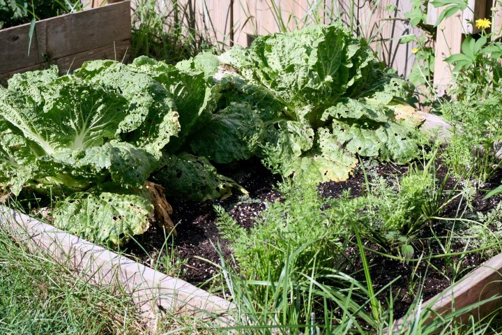 Napa Cabbage and Carrots 