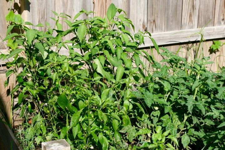 Shishito and Jalapeno Peppers