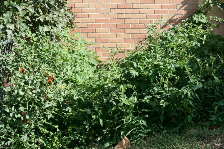 Tomato and Black Bean Jungle 