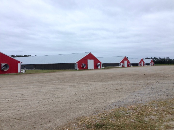 Poultry Farm North Carolina
